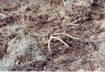 Killing Big Mule Deer: Shed Hunting Drop.jpg