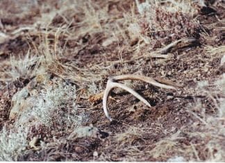 Killing Big Mule Deer: Shed Hunting Drop.jpg