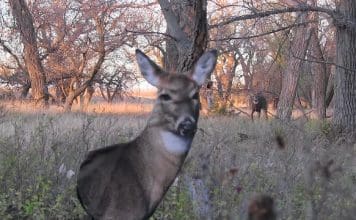 Week #2: Rokslide Weapons Month Heads-up-2.jpg