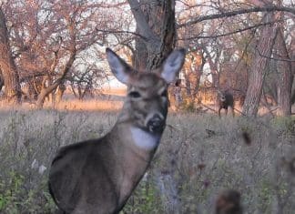 Heads Up Decoy: Weapons of the Fall Heads up 2