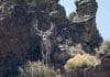 Muzzleloader Buck Nevada DIY Style buck in cliffs