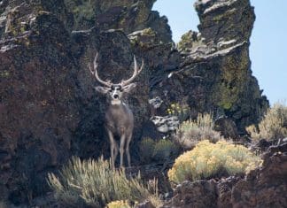 Muzzleloader Buck Nevada DIY Style buck in cliffs