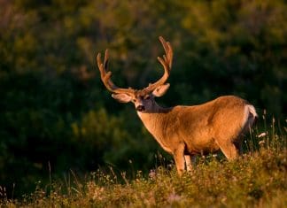 Why I Lab-Age Mule Deer: Results are Back! Wide-velvet-resized.jpg