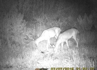 Jalapeño Scouting Update Buck-1-resize.JPG