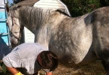 Got Harses? Shoein’ Horses IMG_0415.jpg