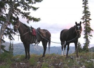 Let’s Go Scouting- Day 4 IMG_1137.JPG