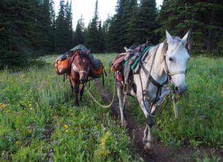 Let’s Go Scouting- Day 1 Packin-In-resized.jpg