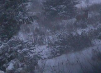 Hunting the Rut & Migration: Day 2 (and Win a Killer Vortex scope!) Still-hunting-resized.jpg