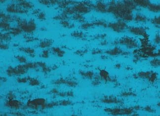 Hunting the Rut & Migration: Day 4 good-buck-final.jpg