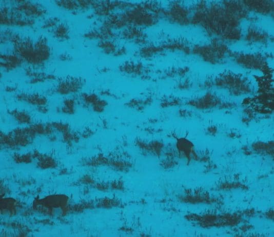 Hunting the Rut & Migration: Day 4 good-buck-final.jpg