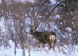 Application Strategy: Where Should I Apply? Big-rutting-buck-in-brush.jpg