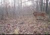 Big Whitetails, Rokslide Style les cam pic
