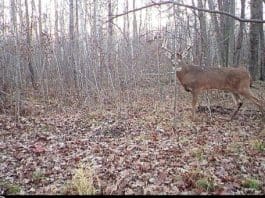 Big Whitetails, Rokslide Style les cam pic
