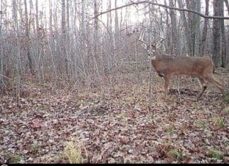 Big Whitetails, Rokslide Style les cam pic
