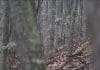 Big-Woods Whitetail: Seeking Eastern Adventure 10 Still 2