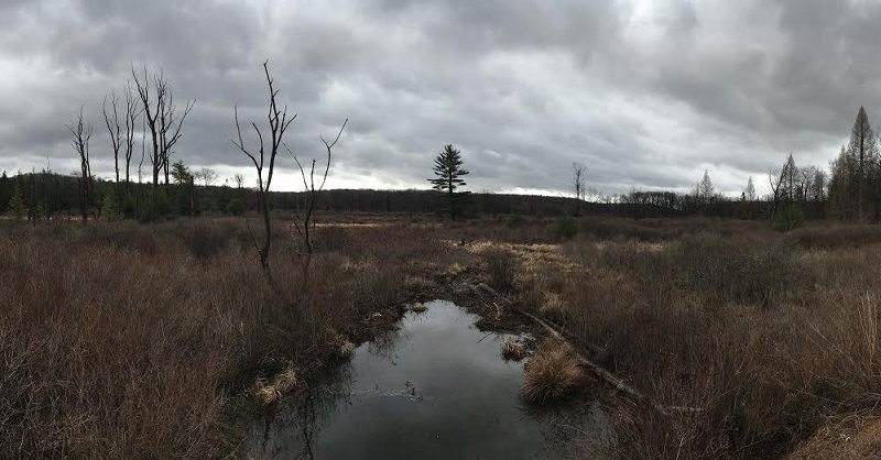 Bog Landscape