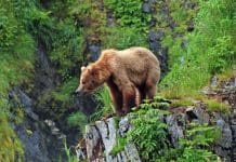 Grizzly Country Common Sense Grizzly lead photo