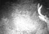 Trail Cameras for the Big Mule Deer Hunter