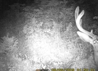 Trail Cameras for the Big Mule Deer Hunter