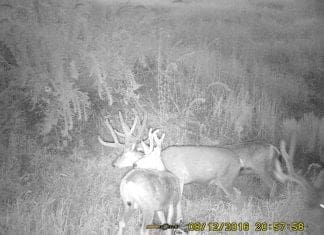A Season of Hunting Big Mule Deer, Part II PICT0035-same-buck-as-0102-in-2015-Jalepeno-Mtn-file-Medium.JPG