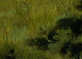 A Season of Hunting Big Mule Deer