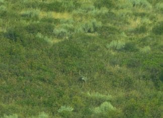 A Season of Hunting Big Mule, Part I