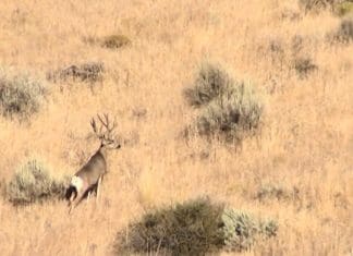 A Season of Hunting Big Mule Deer, Part III