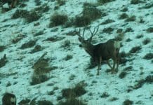 A Season of Hunting Big Mule Deer, Part X
