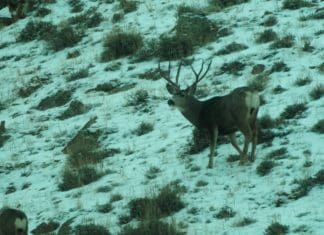 A Season of Hunting Big Mule Deer, Part X
