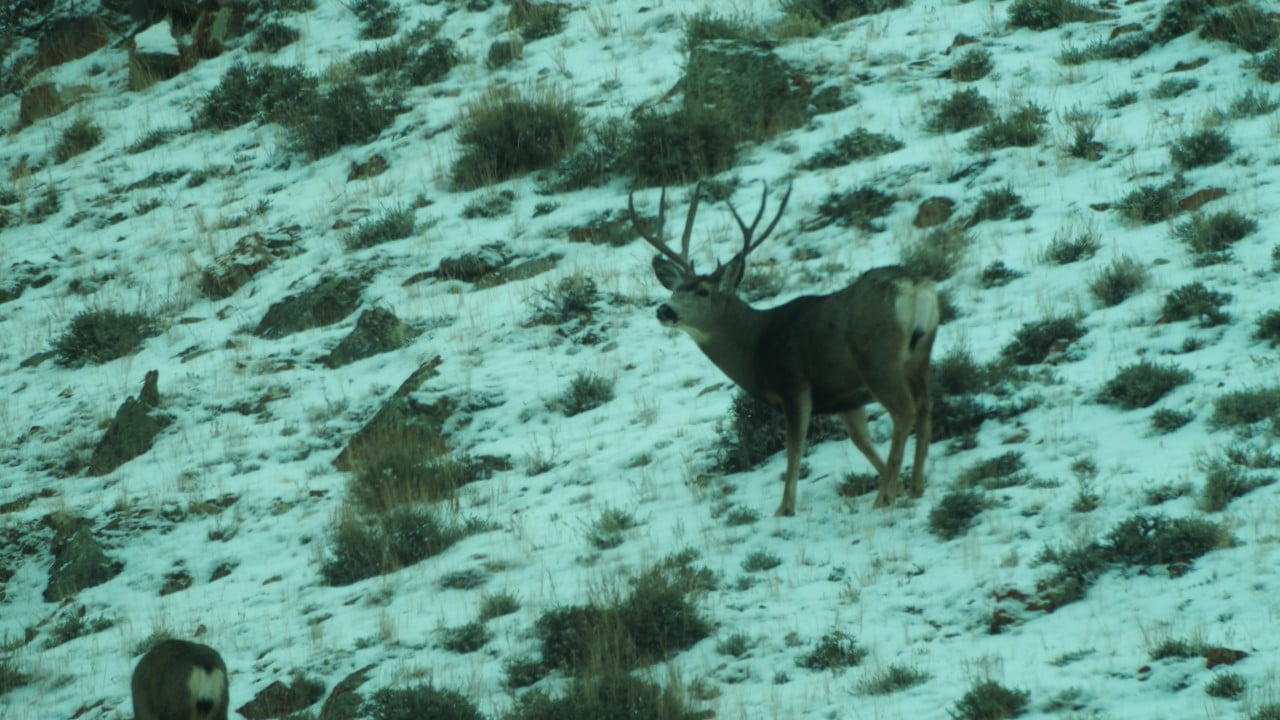 A Season of Hunting Big Mule Deer, Part X - Rokslide
