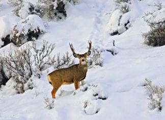 Bad Winter? Now What?