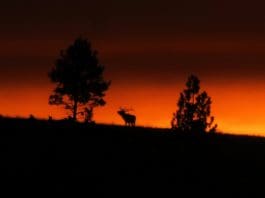 Novagrade Phone Adapter Review—Versatility in Digiscoping Justinimg1ng