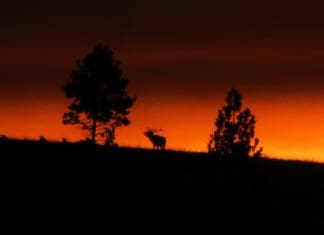 Novagrade Phone Adapter Review—Versatility in Digiscoping Justinimg1ng