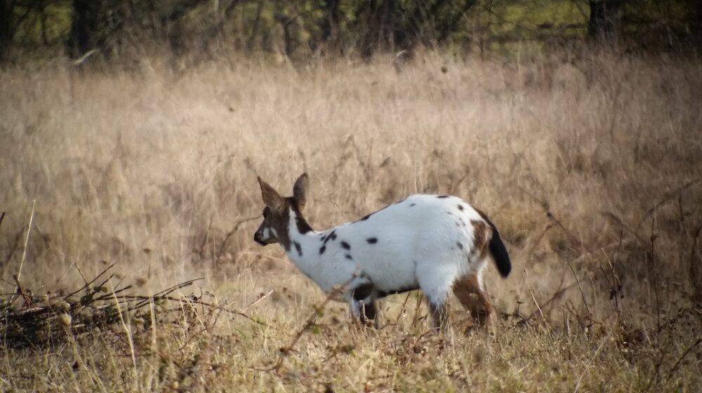 Novagrade Phone Adapter Review—Versatility in Digiscoping - Rokslide