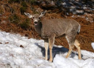 Hard Winter—Spring Update (and podcasts!)