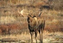 Alaska DIY Moose, The Inside Scoop, Part I Rokmoose1