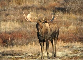 Alaska DIY Moose, The Inside Scoop, Part I Rokmoose1