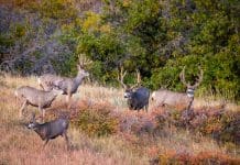 Exactly Where to Hunt After Hard Winters