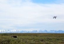 Alaska DIY Caribou (and So Much More) Rokcaribou1