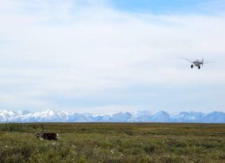 Alaska DIY Caribou (and So Much More) Rokcaribou1