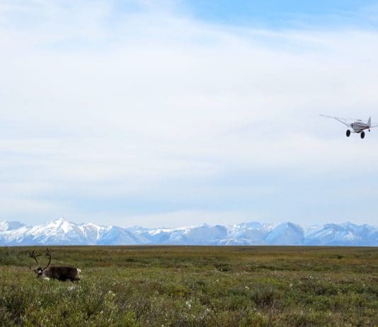 Alaska DIY Caribou (and So Much More) Rokcaribou1