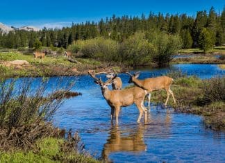 Why Buck Hunters Still Need a File Cabinet