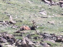 Review: Novagrade Ranger App NG sleepy bull