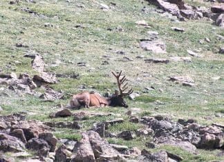 Review: Novagrade Ranger App NG sleepy bull