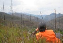 Spot and Stalk Bear: A Fall Success Story