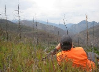 Spot and Stalk Bear: A Fall Success Story