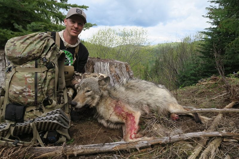 Exo K2 3500 great for wolf hunting