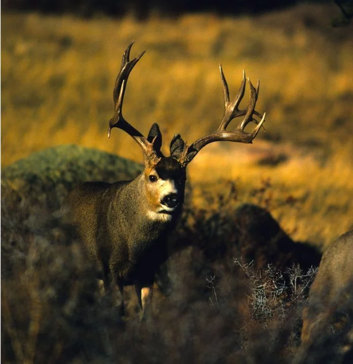 rimrock buck cropped final