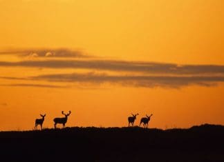 “I want a big buck, where should I apply?”