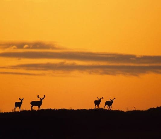 “I want a big buck, where should I apply?”